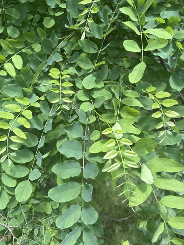 black locust