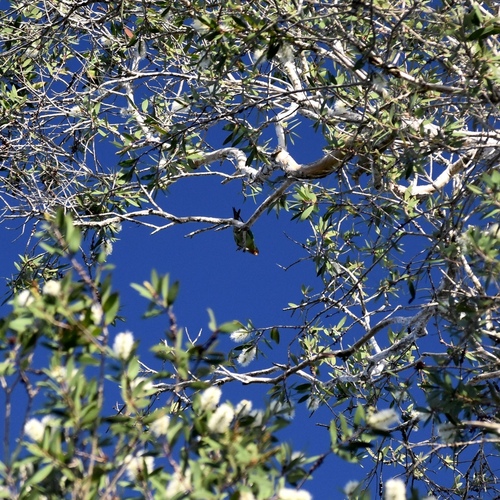 Swift Parrot (Lathamus discolor), photo 4