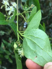 Clematis haenkeana
