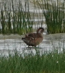iNaturalist: (c) chan, some rights reserved (CC BY-NC), uploaded by chan iNaturalist image