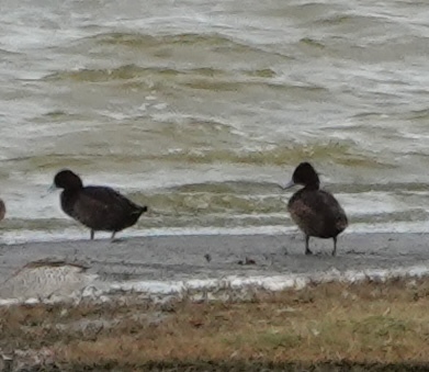 iNaturalist image