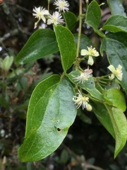 Clematis haenkeana