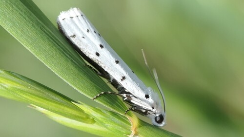 Thistle Ermine