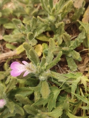 Ajuga iva, photograph (c) Gianmaria Bonari, some rights reserved (CC BY)