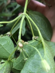 Clematis haenkeana