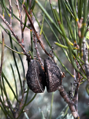 Hakea cycloptera