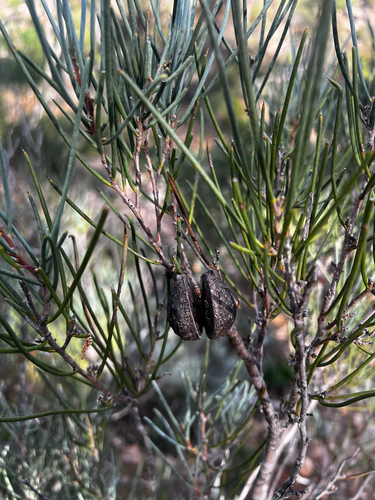 Hakea cycloptera, photograph 1
