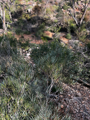 Hakea cycloptera, photograph 2