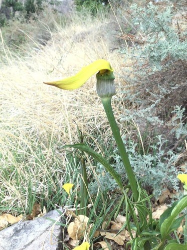 Yellow Cobra Lily