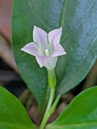 Spigelia hamellioides, 2026-06-06