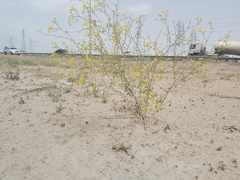 Haplophyllum tuberculatum