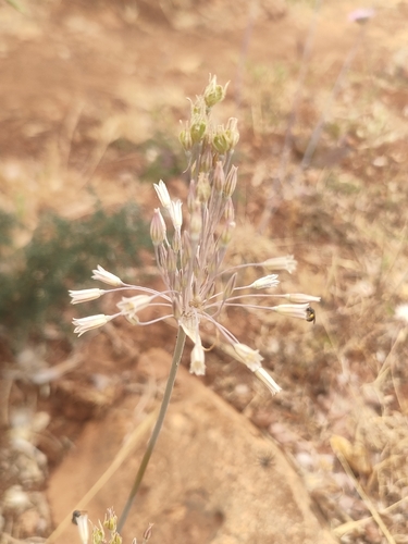 Allium lehmannii