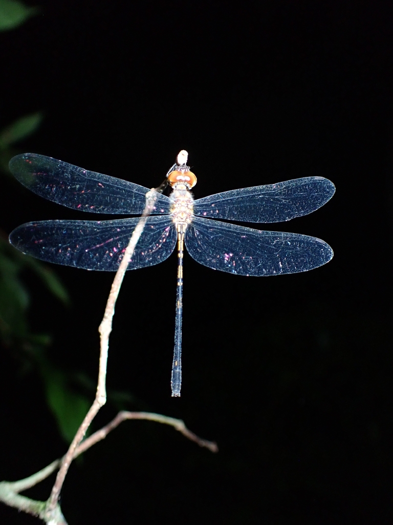 Macrothemis extensa