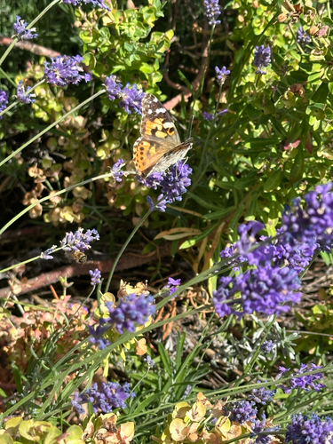Painted Lady
