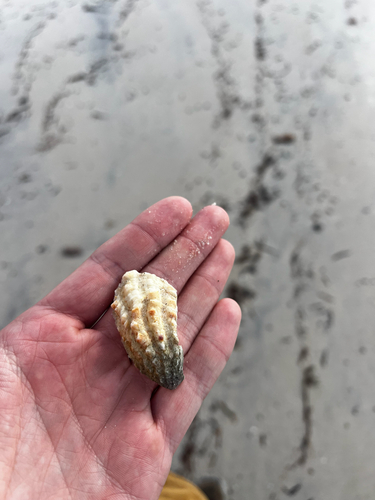 Large-ribbed Cardita