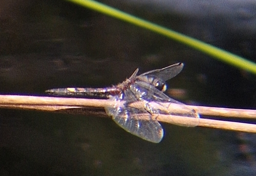 Large White-faced Darter