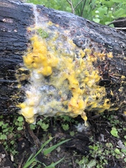 Fusicolla merismoides