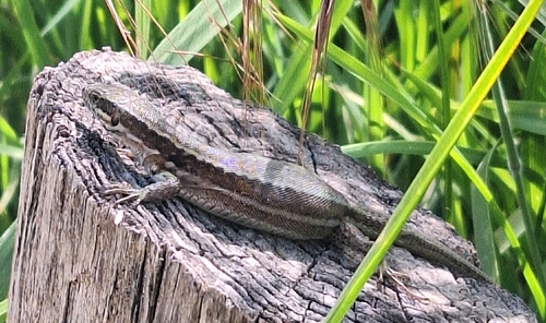 Common Wall Lizard