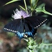 Papilio indra kaibabensis - Photo (c) Steve L. Martin, μερικά δικαιώματα διατηρούνται (CC BY)