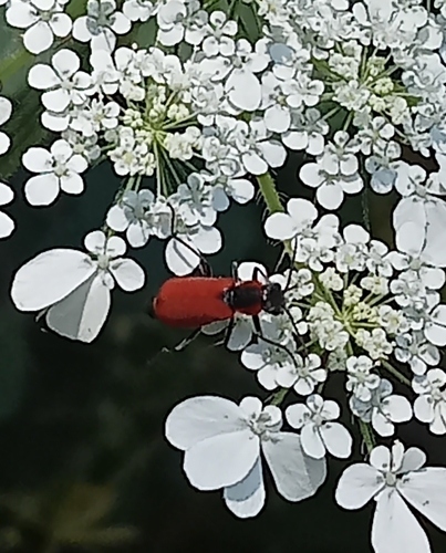 Malachius coccineus