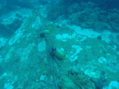 Yellowface Angelfish