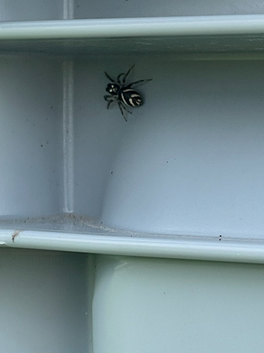 Zebra Jumping Spider