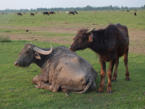 Domestic Water Buffalo