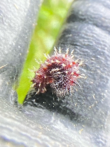 Red Admiral