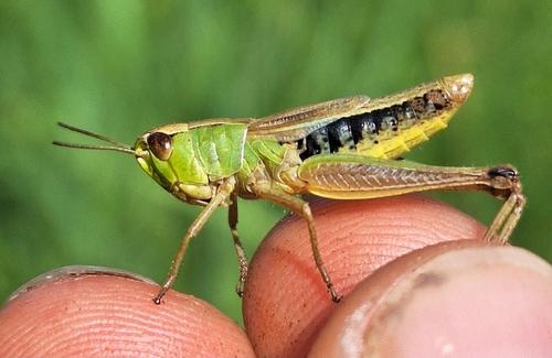 Meadow Grasshopper
