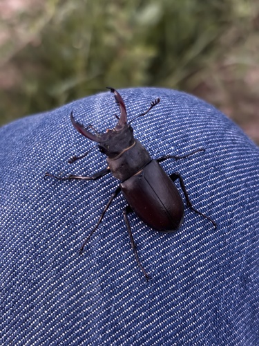 European Stag Beetle