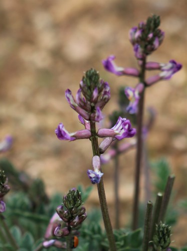 Astragalus tephrodes var. chloridae