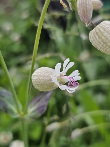bladder campion