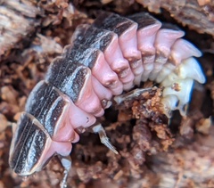 Lampyrinae