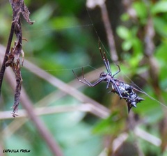 Micrathena swainsoni