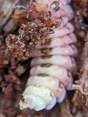Lampyrinae