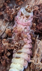 Lampyrinae