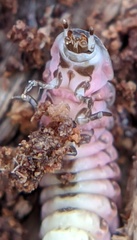 Lampyrinae