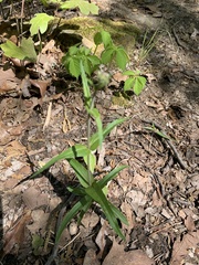 Monarda russeliana