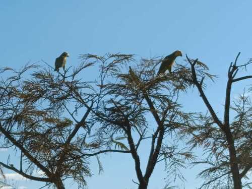 Yellow-faced Parrot