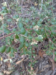 Grevillea mucronulata