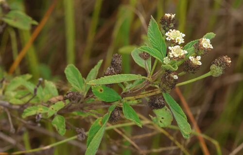 Lippia javanica, photograph 1