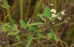 Lippia javanica, photograph (c) Alan Manson, some rights reserved (CC BY)