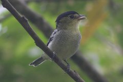 Pachyramphus versicolor