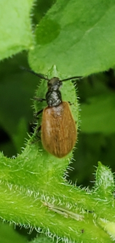 Rough-haired Lagria Beetle