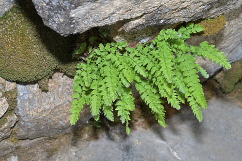 Woodsia subcordata iNat (1)