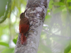 Dendrocincla fuliginosa