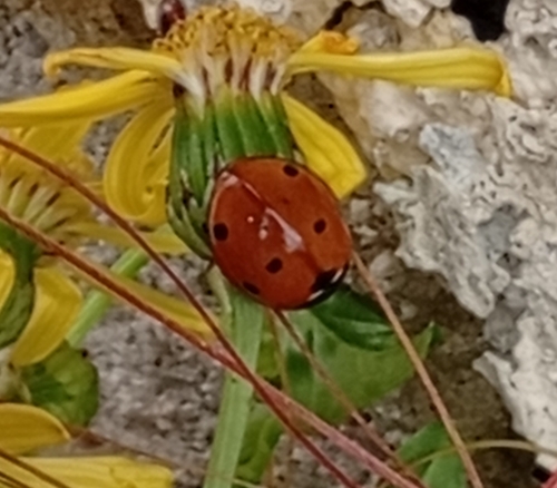 Seven-spotted Lady Beetle