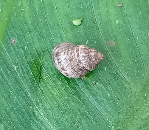 Round-mouthed Snail