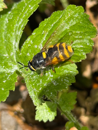 Banded General