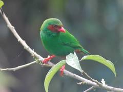 Chlorornis riefferii